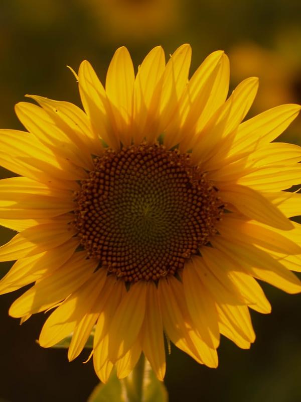 Open-source full-range hierarchy