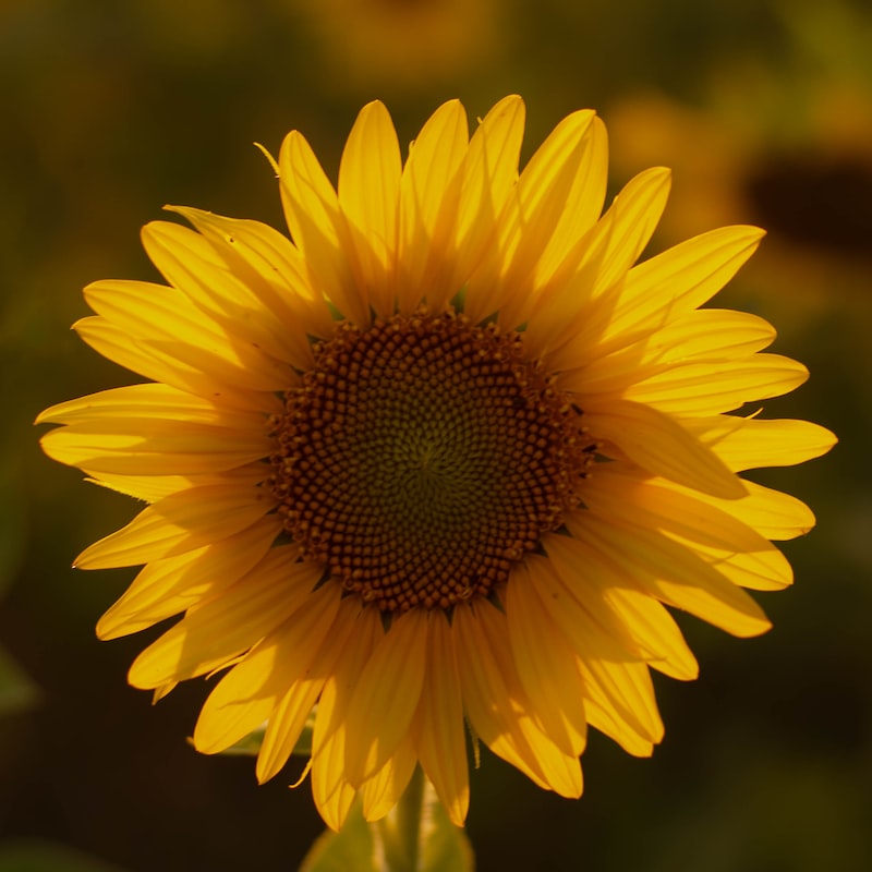 Open-source full-range hierarchy